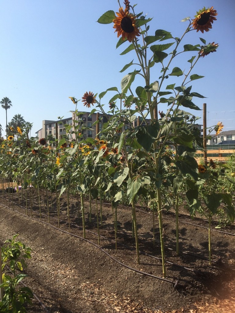 The Core Cos.' Agrihood development brings together affordable senior housing and a working farm with flowers and vegetables in Santa Clara, California.