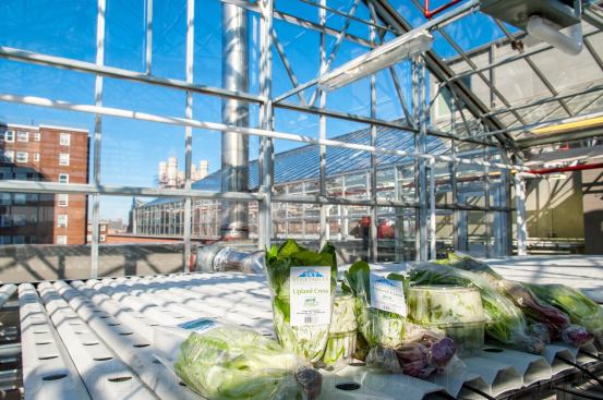 Blue Sea Development is partnering with Boston-based Sky Vegetables on the hydroponic farm. Forty percent of the produce will be made available to the community through local outreach to schools, hospitals, and markets.