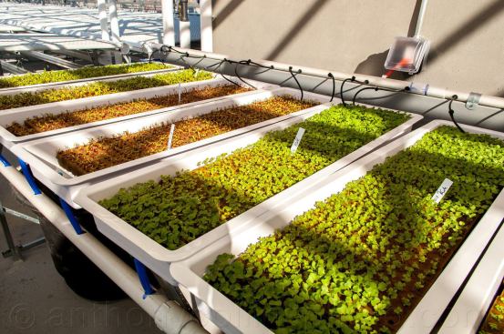 The building provides access to fresh produce directly from its 10,000-square-foot hydroponic rooftop farm.