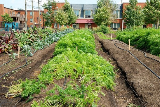Residents have access to a two-acre urban farm that is located within the Legends South community. Gwendolyn Place is part of the Legends South mixed-income, mixed-finance development.